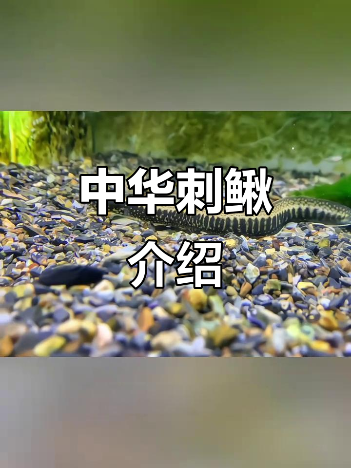 中华刺鳅:南方原生观赏鱼,温顺胆小可与其他鱼类混养