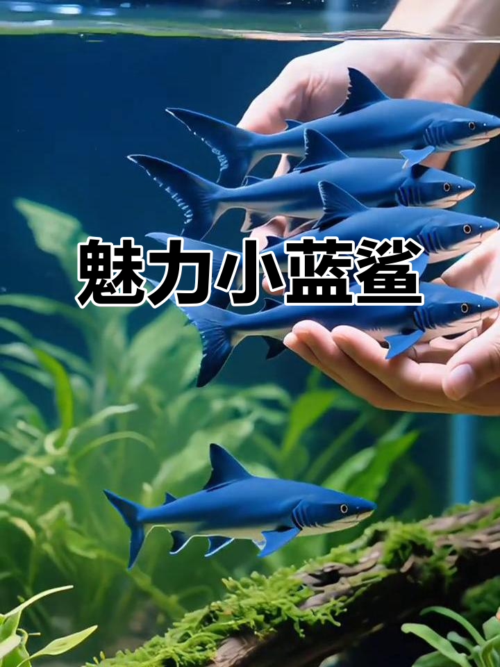 小蓝鲨,美丽又易养,轻松打造独特水族世界!