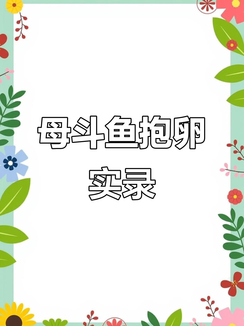 母斗鱼抱卵全过程,揭秘生育奇迹