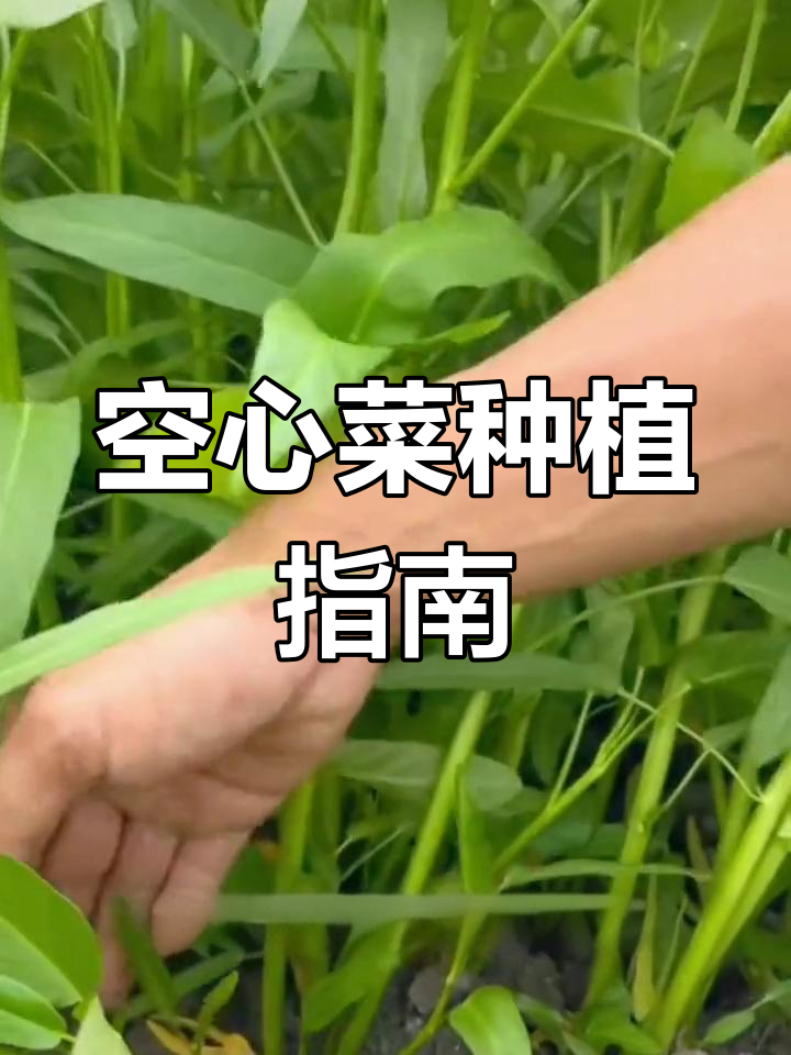 三叉空心菜,南北皆宜,炒吃两用,产量高营养丰富!