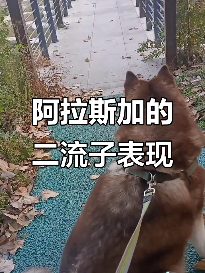 阿拉斯加狗狗太萌了,主人一走就咬人,表情超搞笑