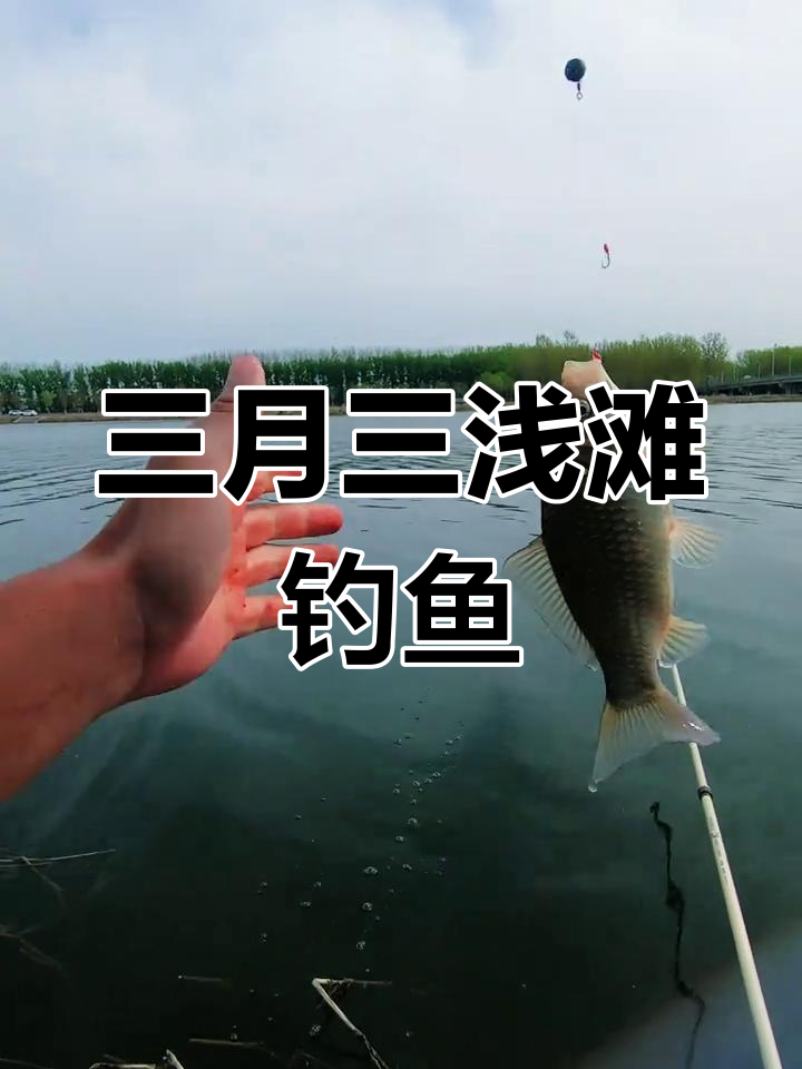 三月三浅滩钓鲫,3.9米鱼竿轻松上大货