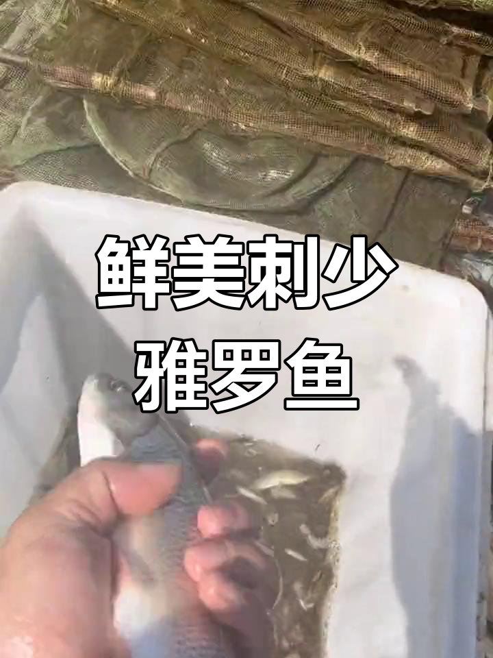 东北冷水鱼雅罗鱼的独特魅力