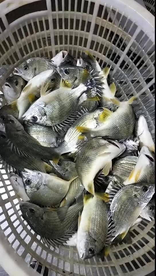 北海海鲜 大条黄腊鱼