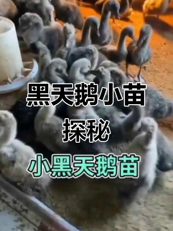 滁州市黑天鹅小苗与甘肃省黑天