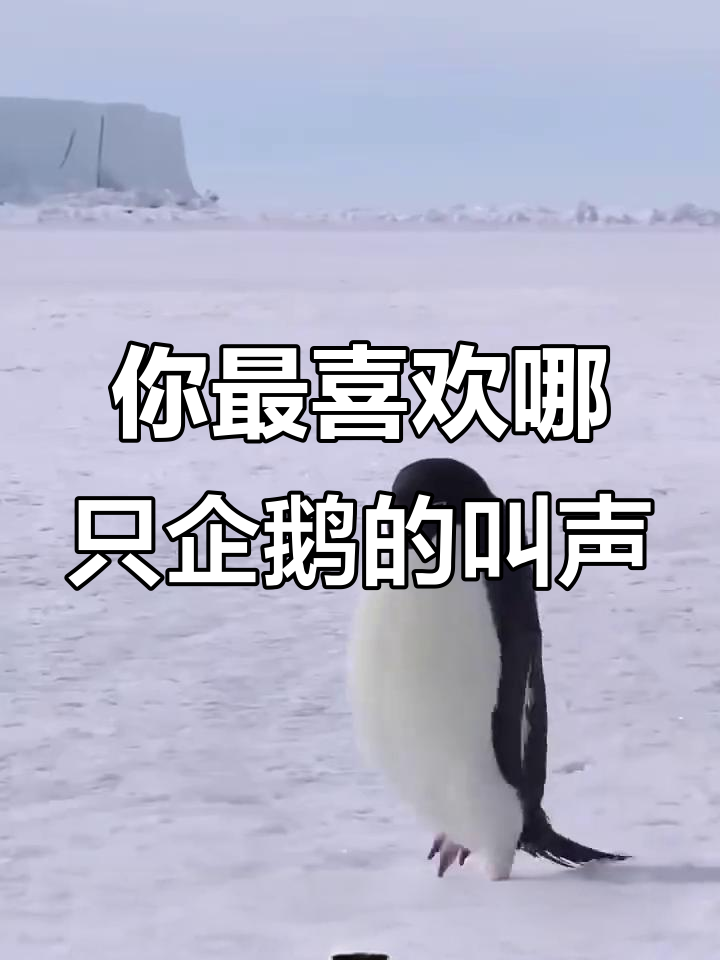 各种企鹅叫声大比拼,哪种最让你上头?