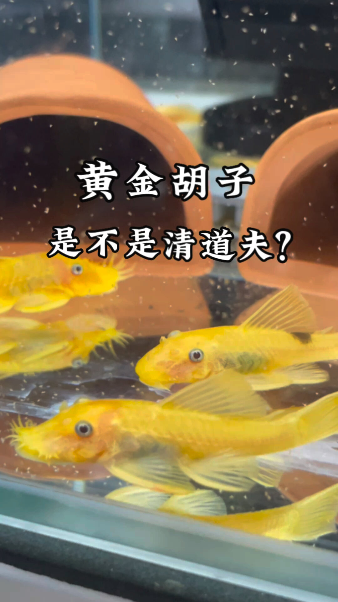 黄金胡子是清道夫吗