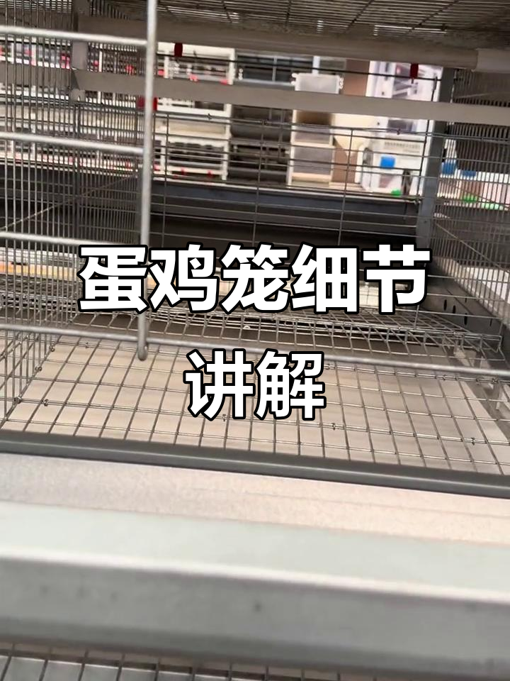 蛋鸡笼网结构与框架设计解析