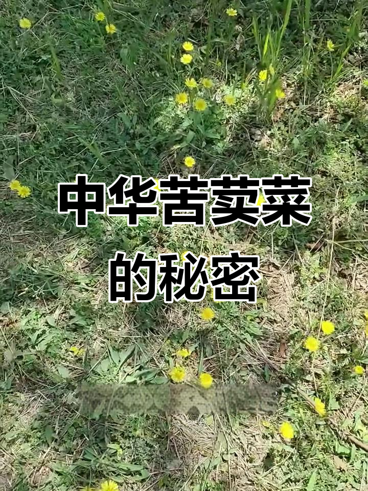 中华苦荬菜:一种有独特苦味的野草,你尝过吗?