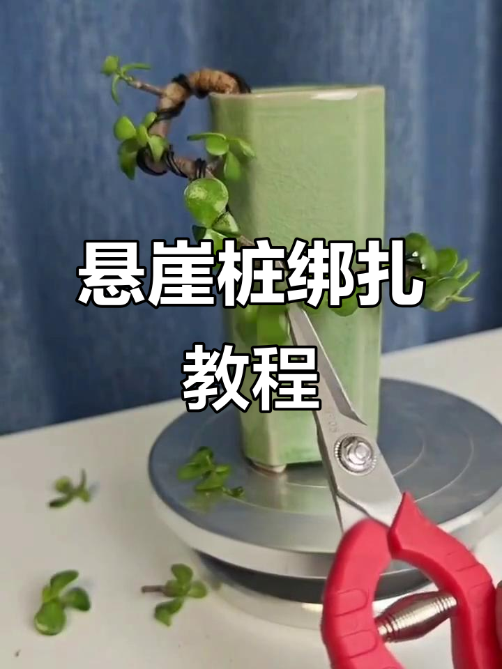 金枝玉叶悬崖桩绑扎技巧,轻松定型打造美丽造型