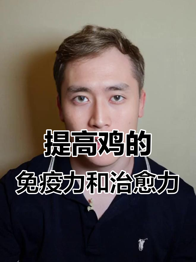 鸡感染华原道支原体后如何提高免疫力,快速恢复健康