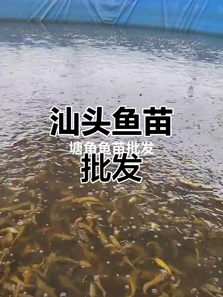 汕头鱼苗场批发塘角鱼,质量保证