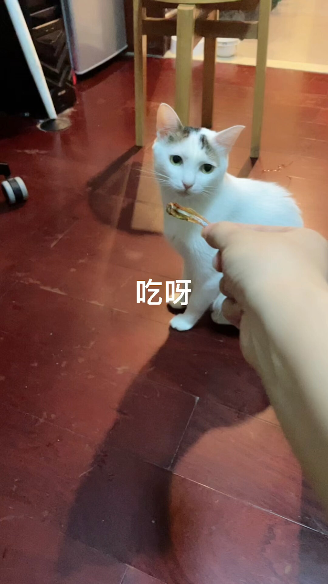 今日疑惑:猫咪为啥不吃小鱼干