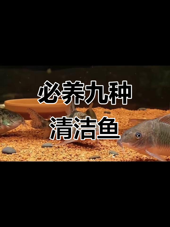 鱼缸必备九大清洁鱼，轻松搞定水质问题