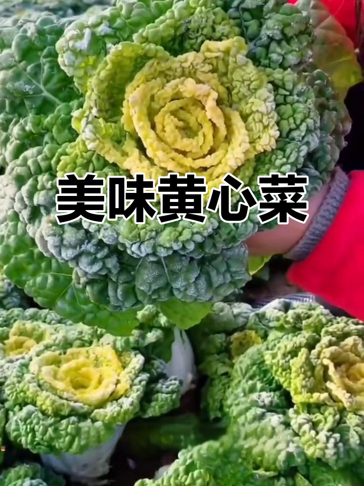 黄心菜鲜嫩可口,炒煮火锅皆宜,霜冻后更添风味!