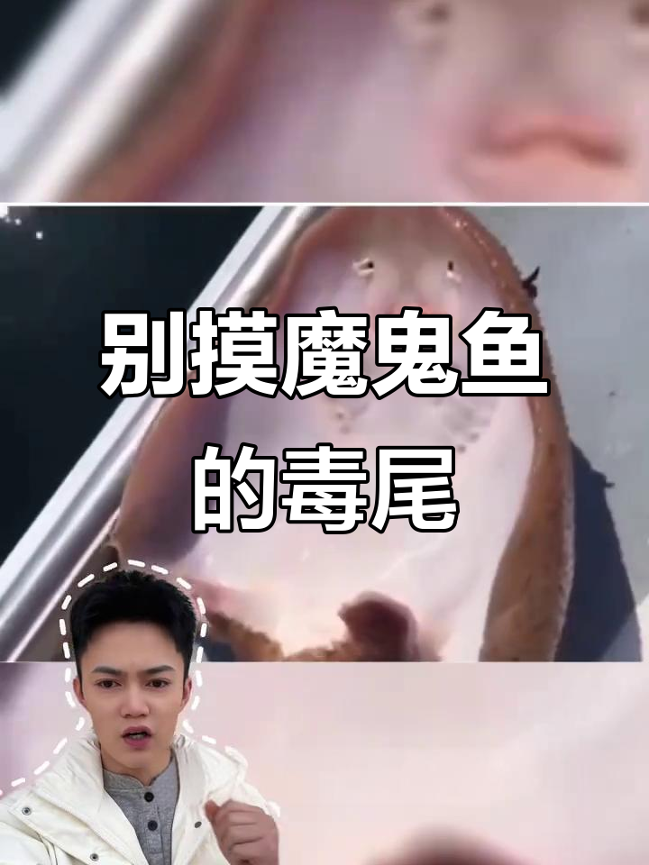 魔鬼鱼尾巴有毒,别轻易触碰!