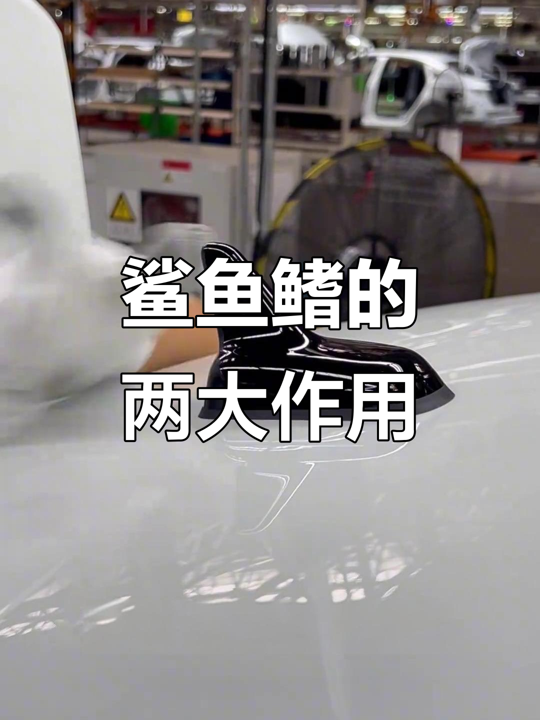 鲨鱼鳍到底有啥用?除了装饰,这两大功能你知道吗