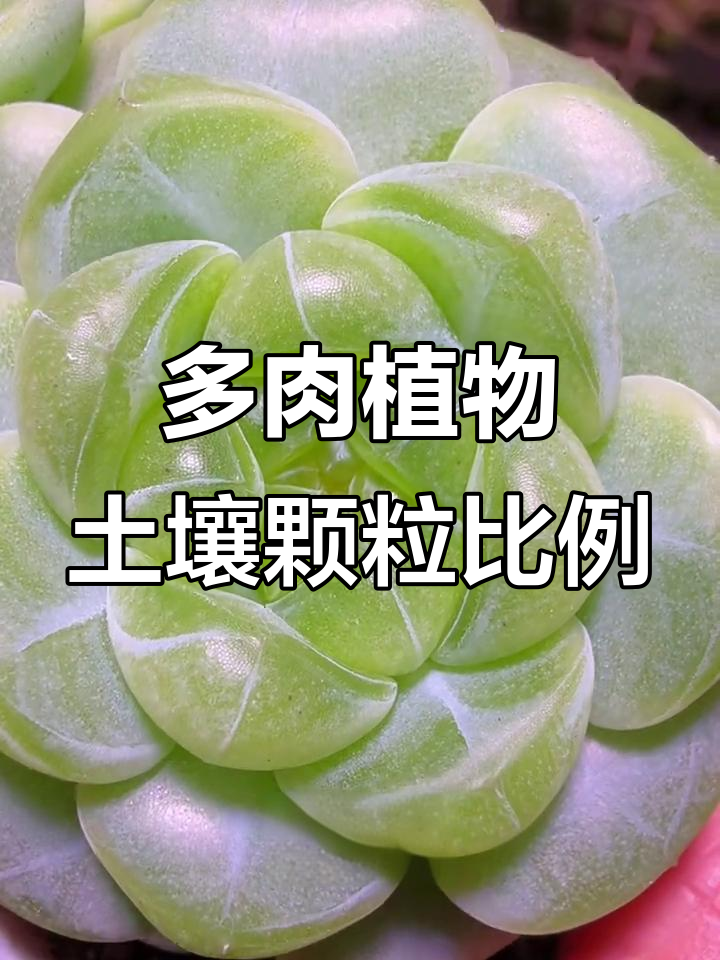 深圳高温高湿环境下的多肉养护秘诀：颗粒土比例如何选择？