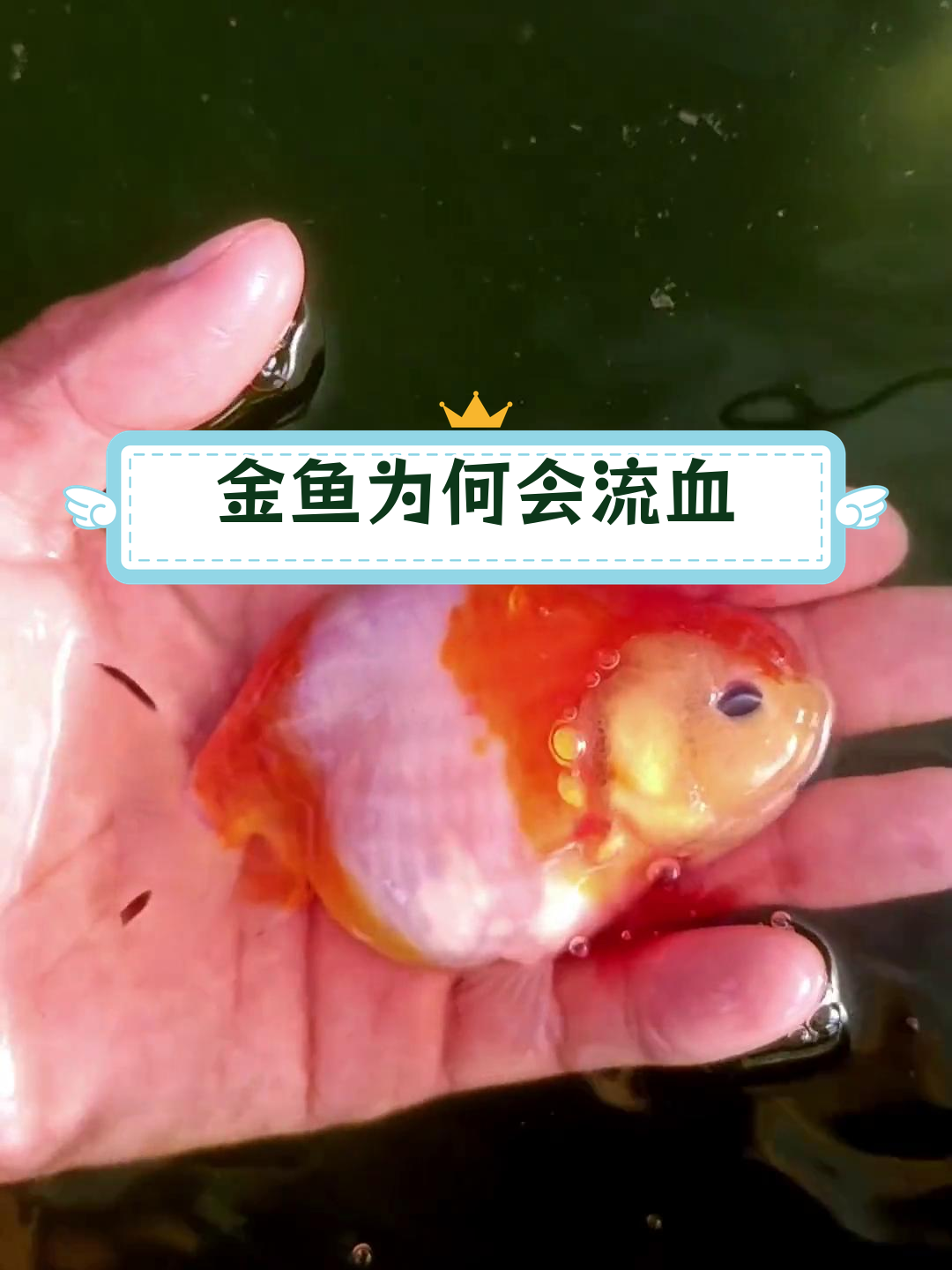 兰寿金鱼流血背后的原因