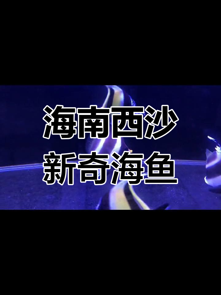 西沙群岛神秘海水鱼大揭秘,神像、小青龙等奇特生物来袭