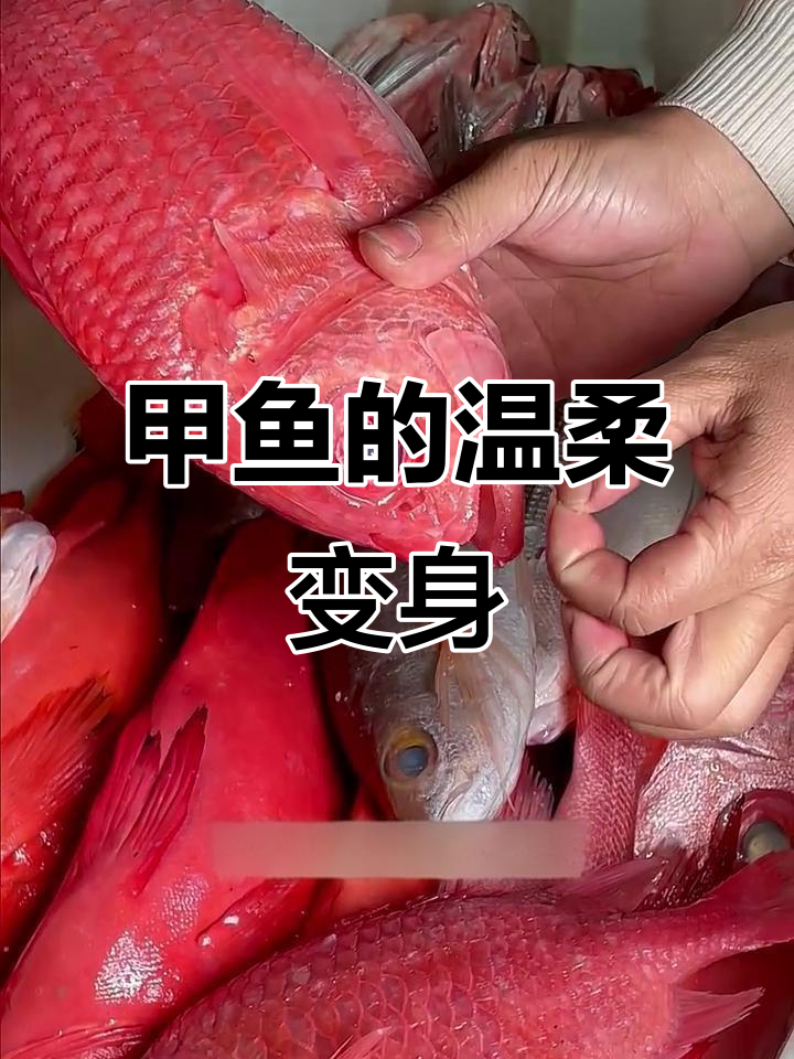 甲鱼身披战袍,热水一触即化,刺身师傅巧手处理