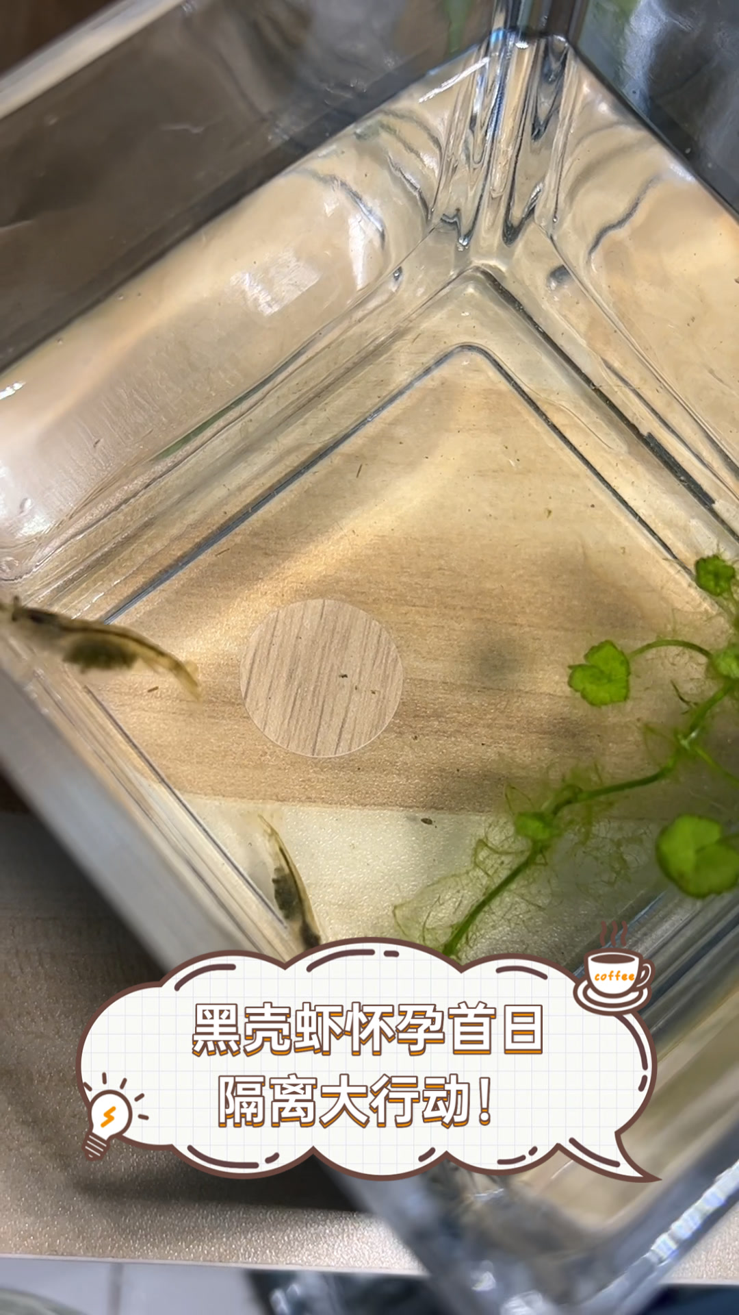 黑壳虾怀孕首日,隔离大行动!