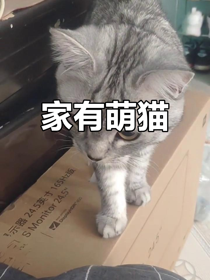 可爱美短鱼骨猫,萌态十足