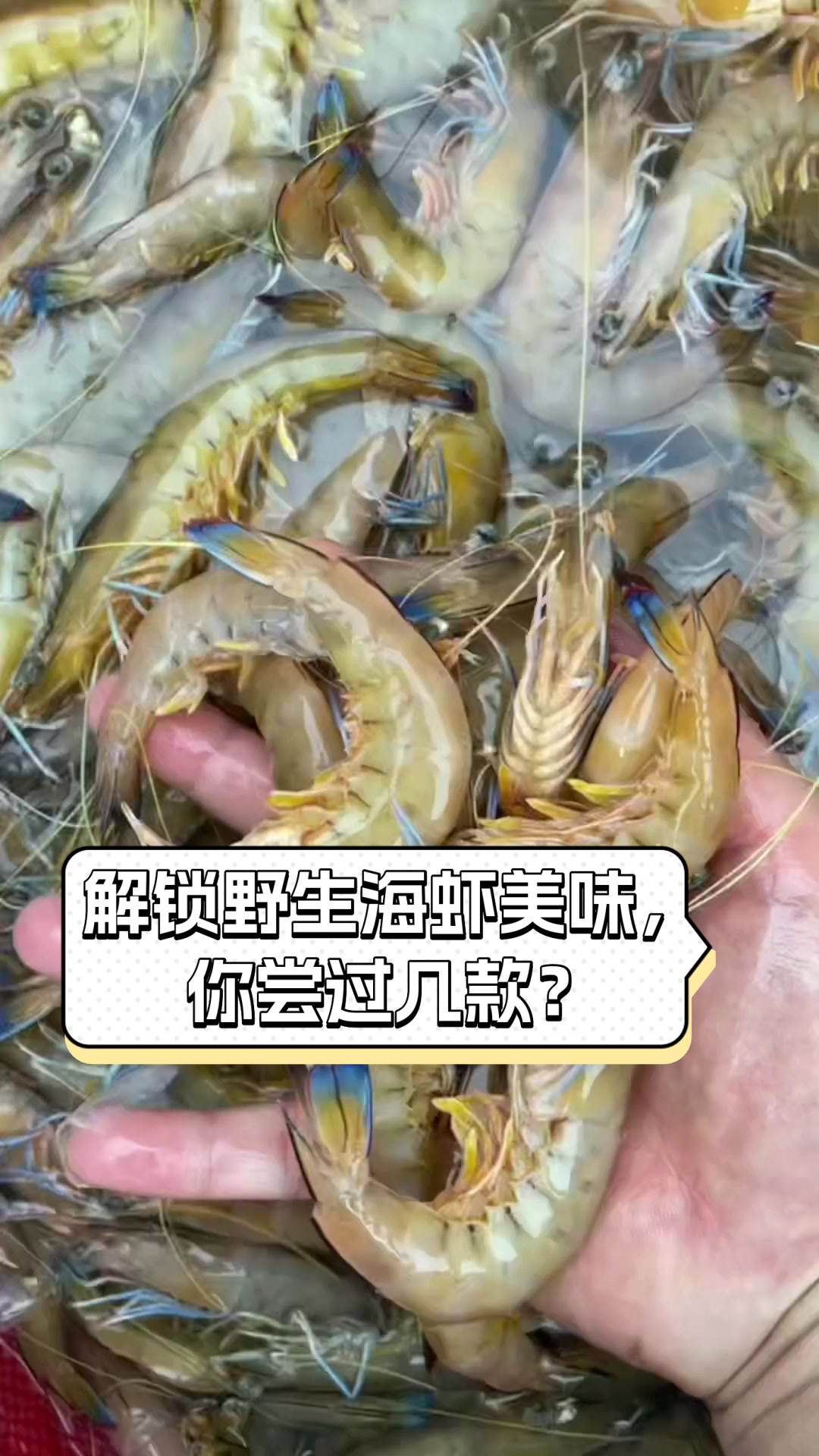 解锁野生海虾美味，你尝过几款？