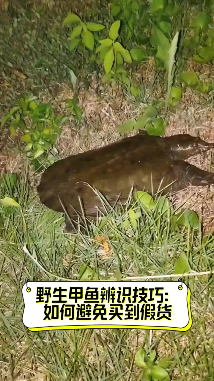 野生甲鱼辨识技巧:如何避免买到假货