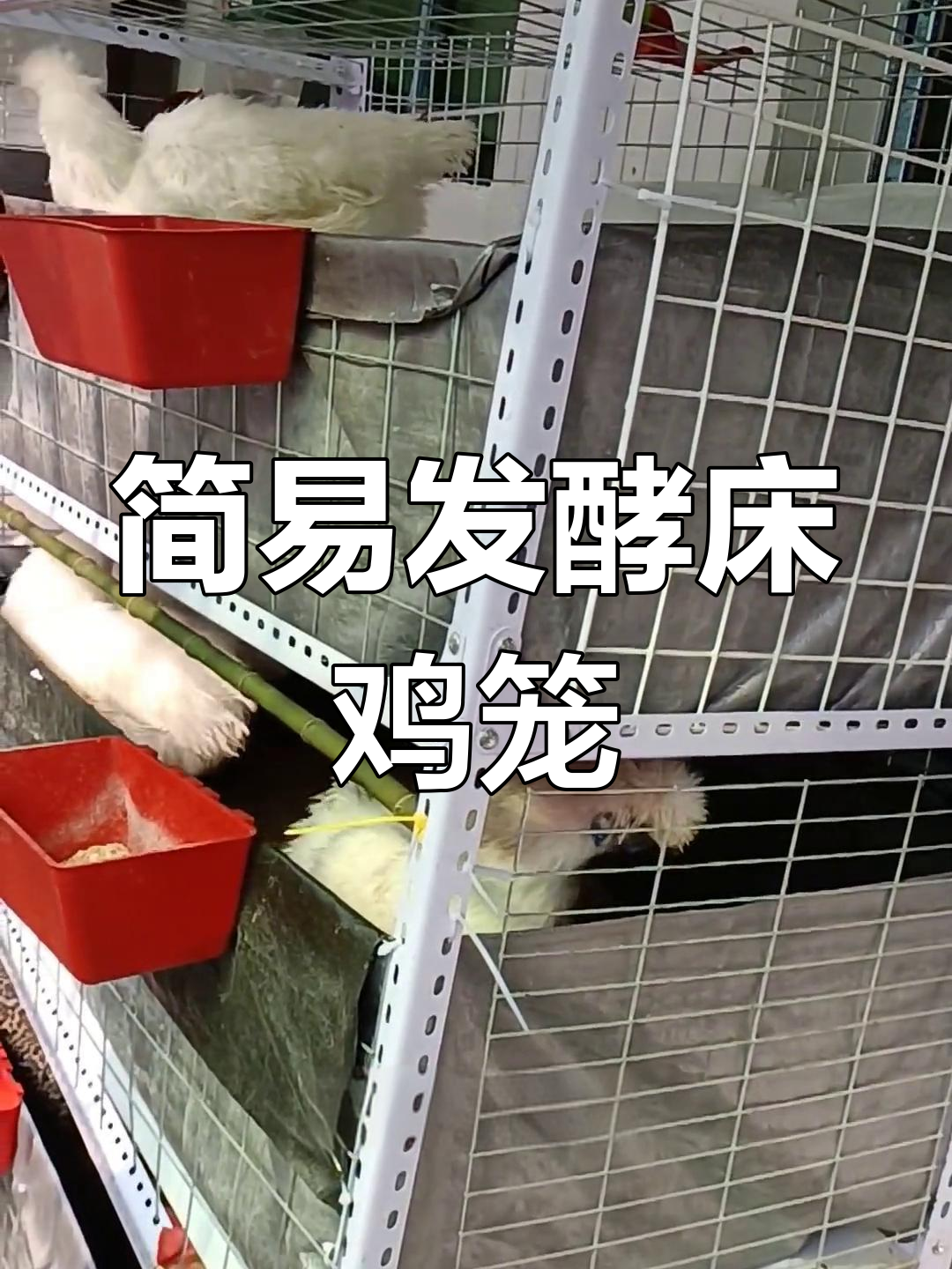 自制鸡笼设计与制作