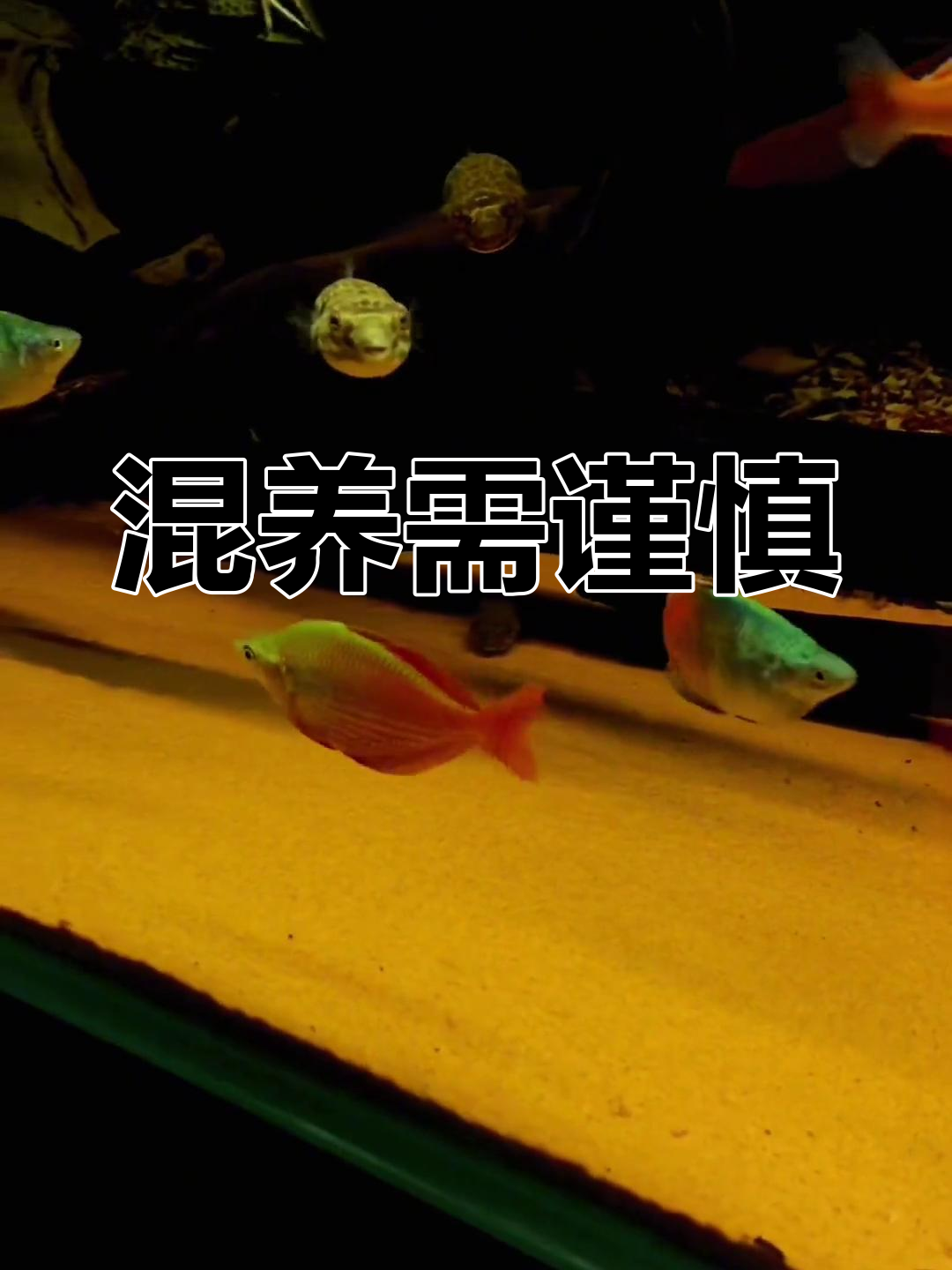 混养不当,埃及神仙鱼遭困扰