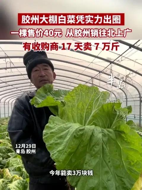 胶州大棚白菜凭实力出圈,一棵售价40元,从胶州销往北上广,有收购商 17 天卖 7 万斤 