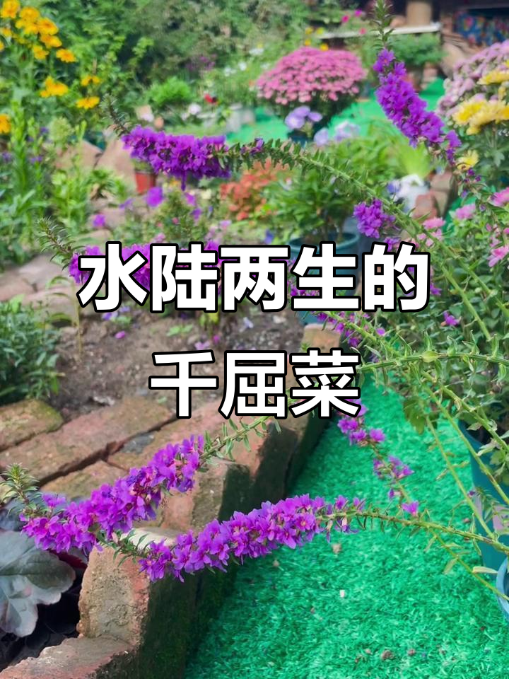 东北冬季必备！千屈菜水陆两生，线条花美观又皮实