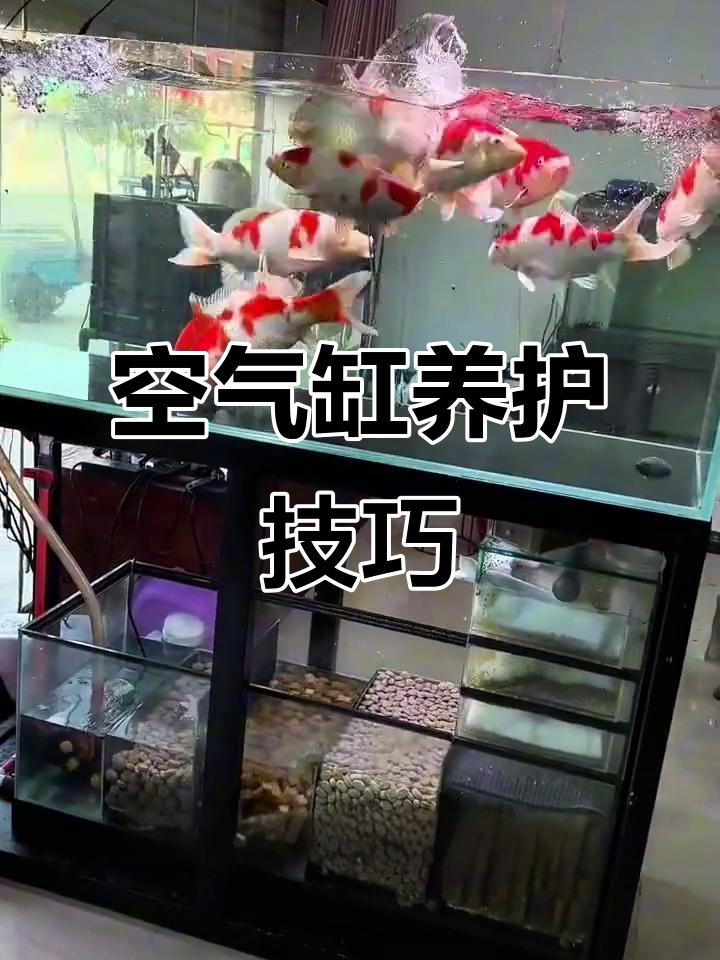 一米五鱼缸养九条锦鲤，水质油亮不跳缸的秘诀