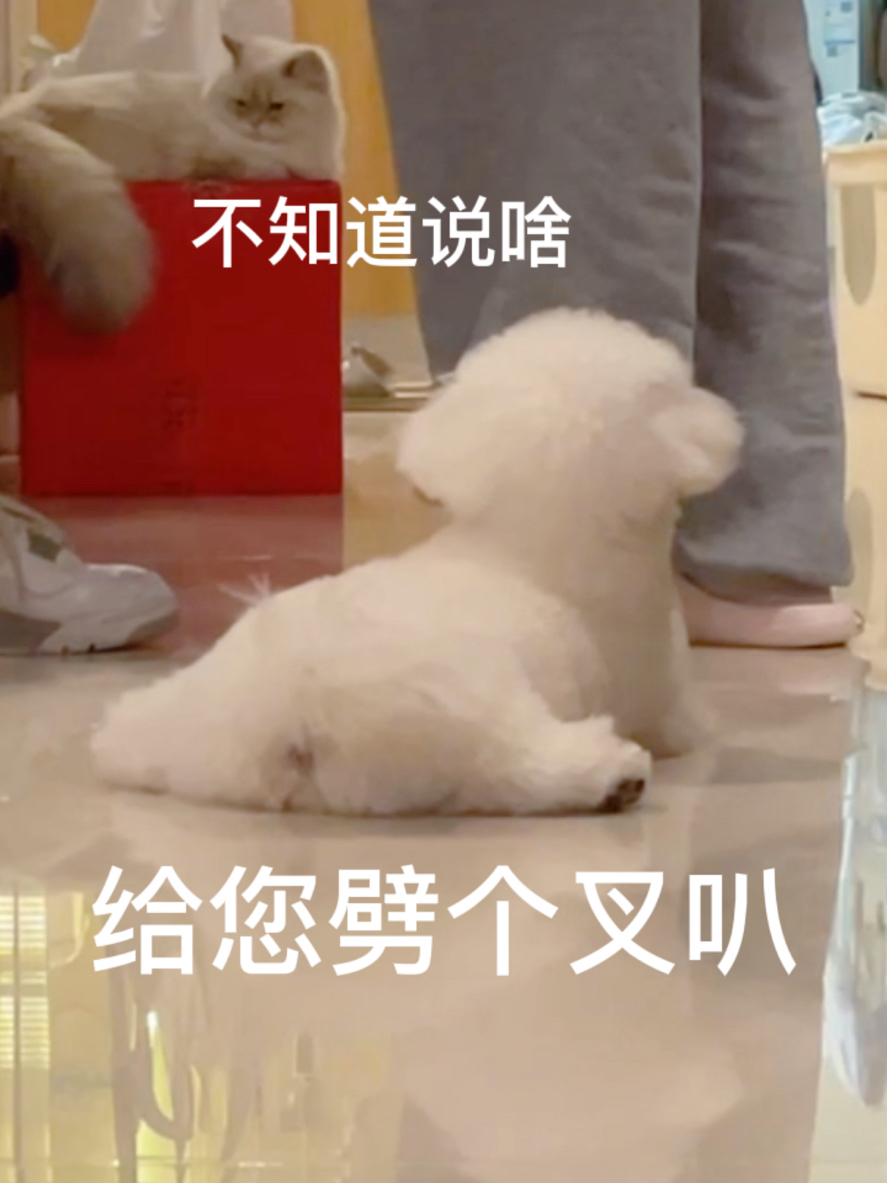 这是你喜欢的小狗表情包吗?