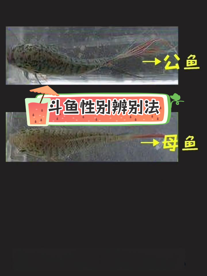如何分辨叉尾斗鱼公母