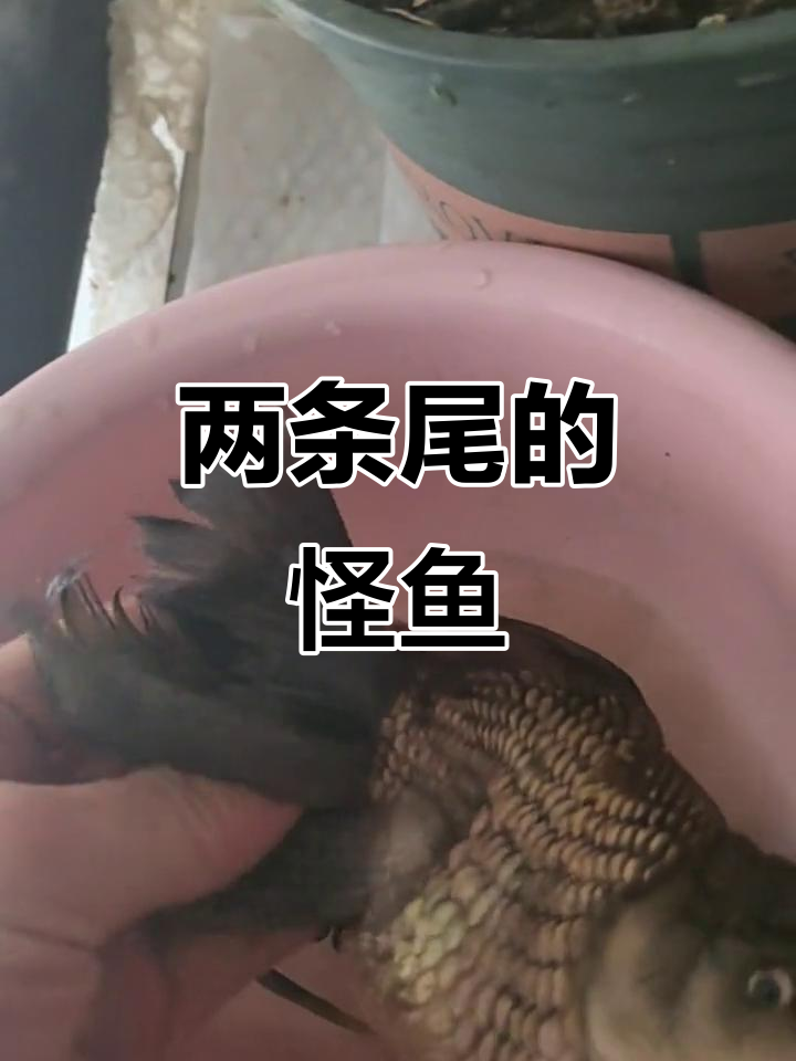 这鱼怎么有两个尾巴?真奇怪!