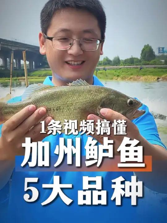 一条视频搞懂加州鲈鱼5大品种:美国原种、台湾种、优鲈3号,加得丰、聚海隆、苏雄1号、苏鲈1