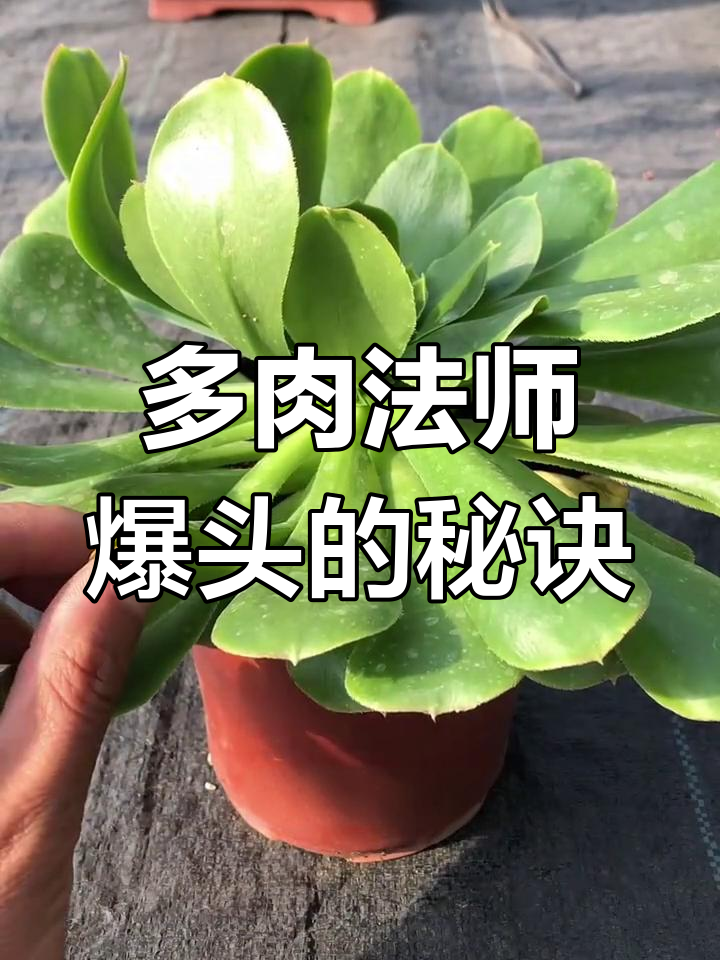 让多肉法师快速爆头的小技巧,轻松搞定!