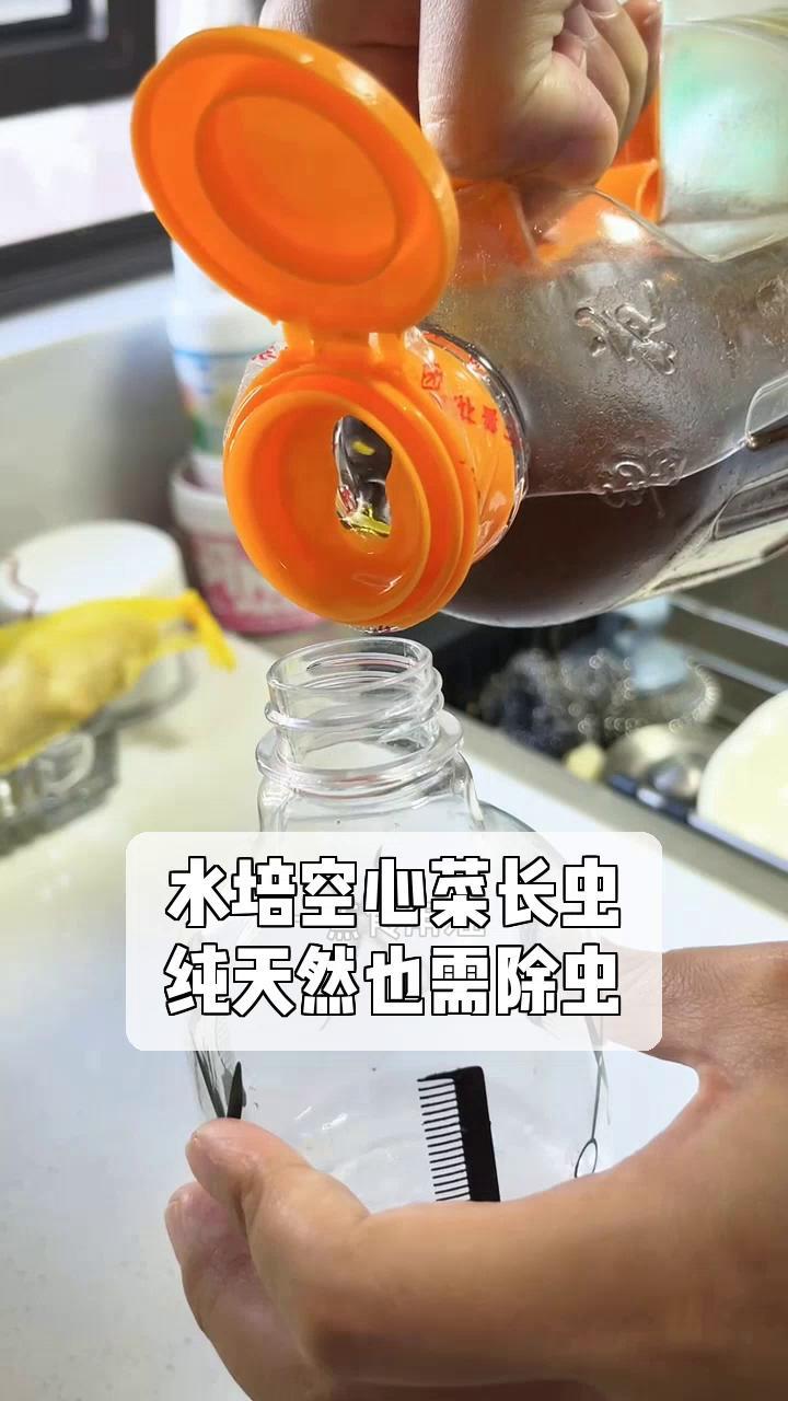 水培空心菜长虫,纯天然也需除虫