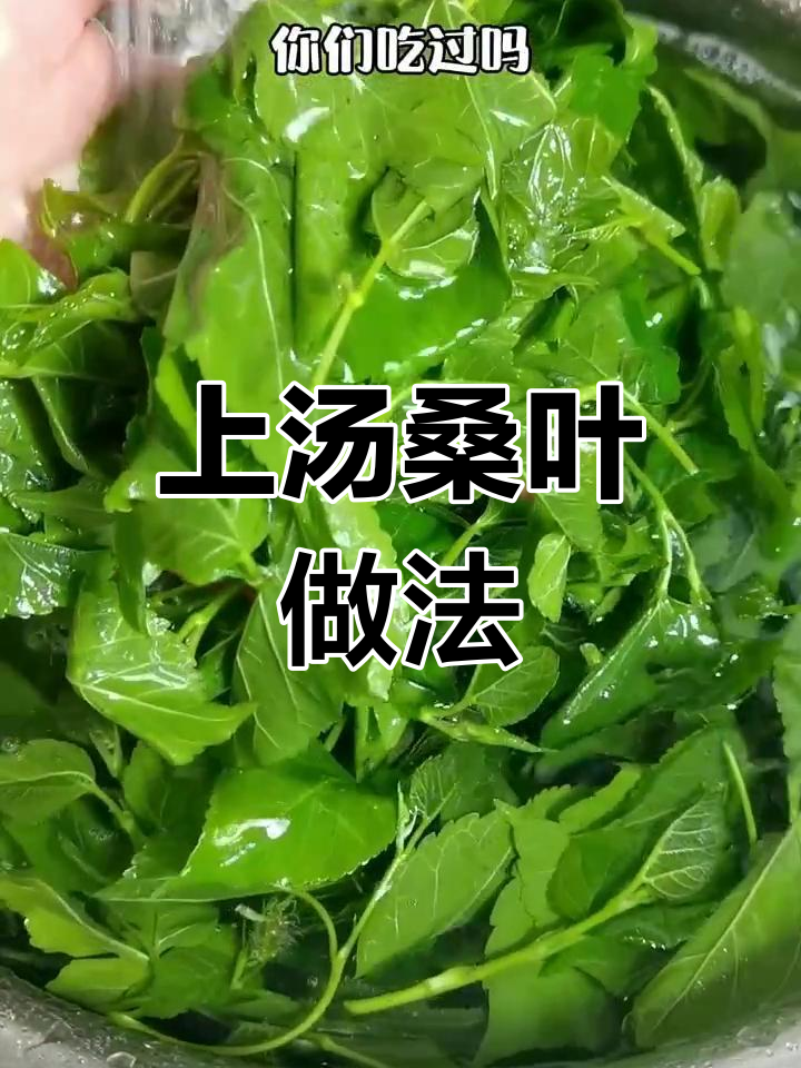 春天吃桑叶,真能变成蚕?教你做上汤桑叶芽