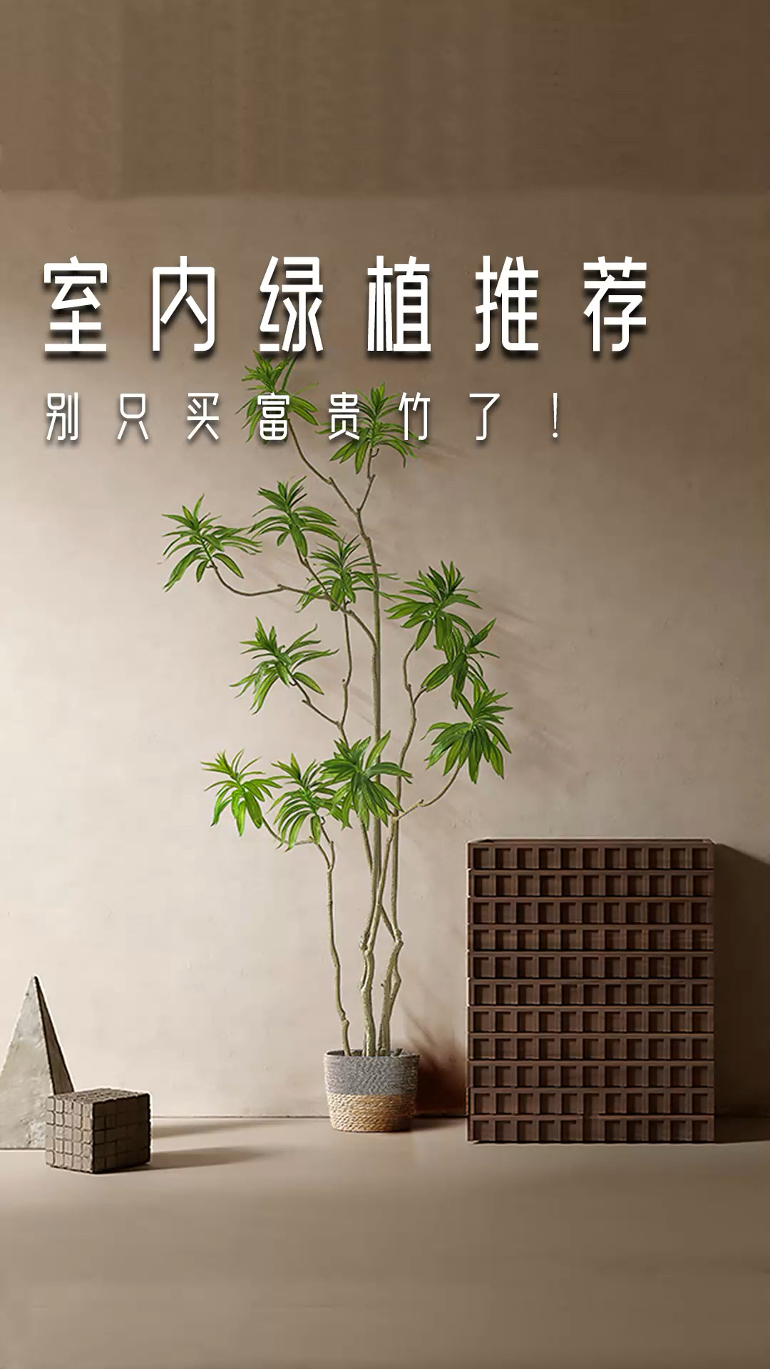 植物改造家|入门级好养高性价比植物推荐