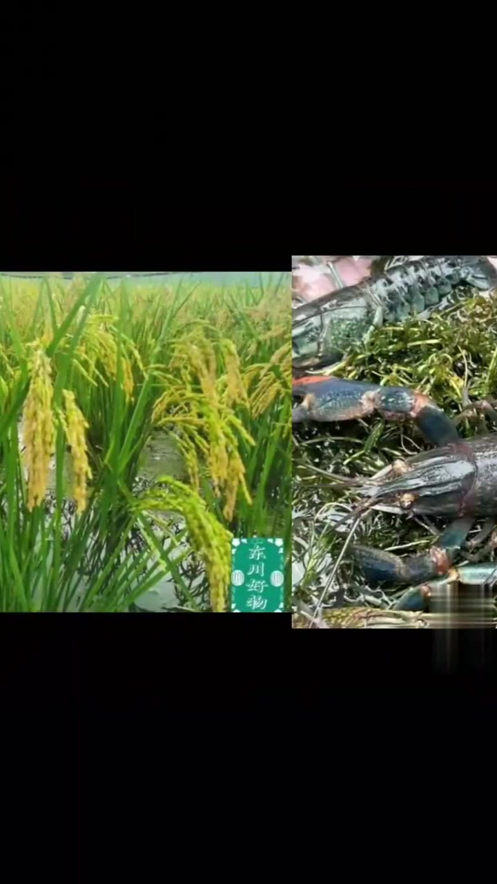 “蓝色龙虾”:澳洲淡水小龙虾