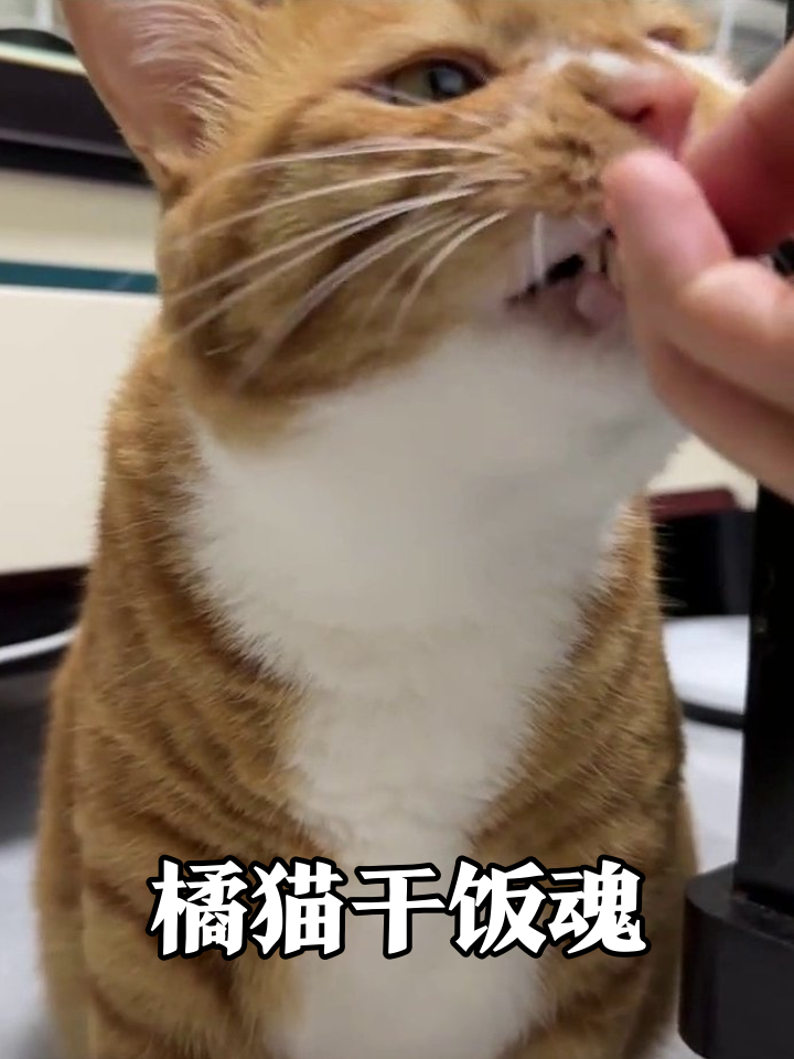 橘猫干饭名场面:抬头要饭、吧唧嘴,表情管理全崩了!