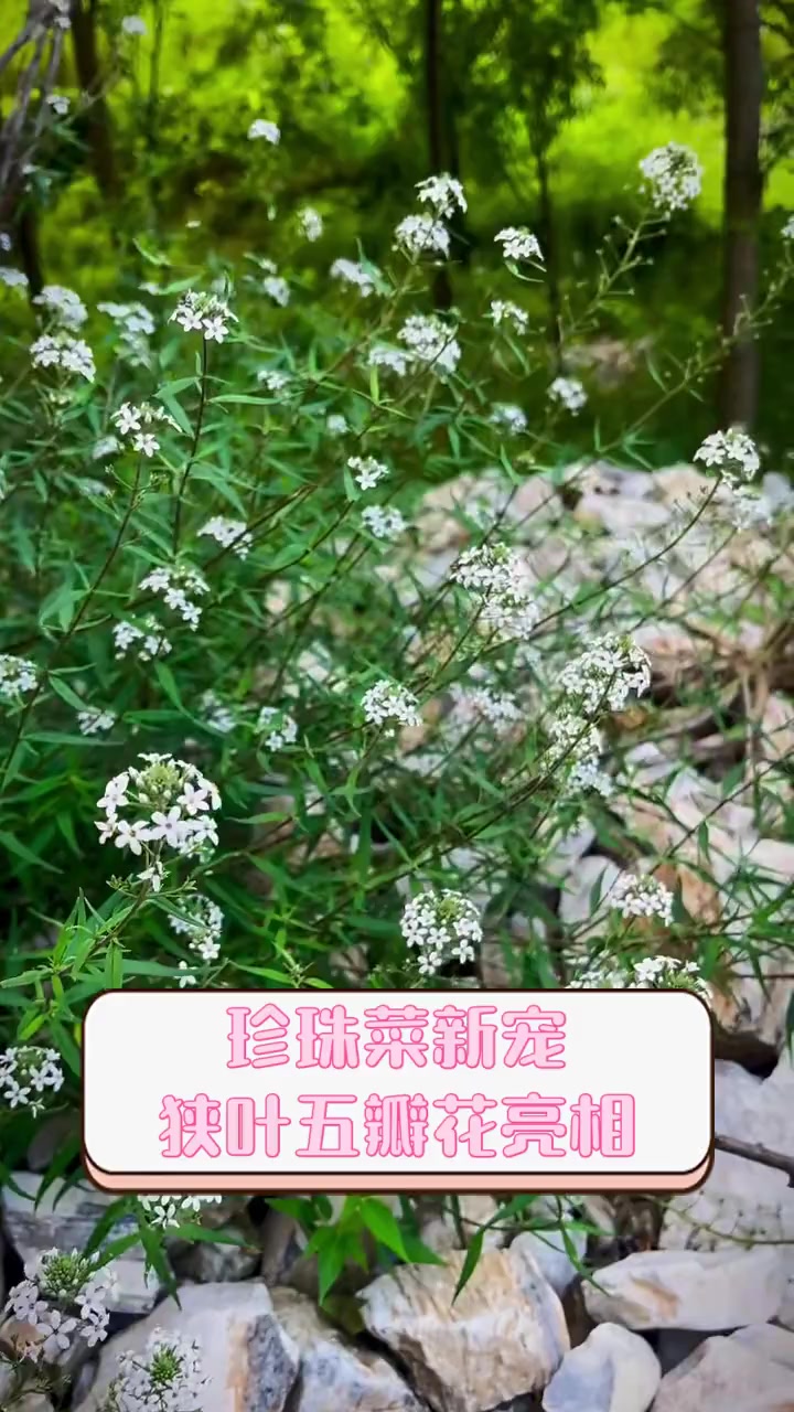 珍珠菜新宠,狭叶五瓣花亮相