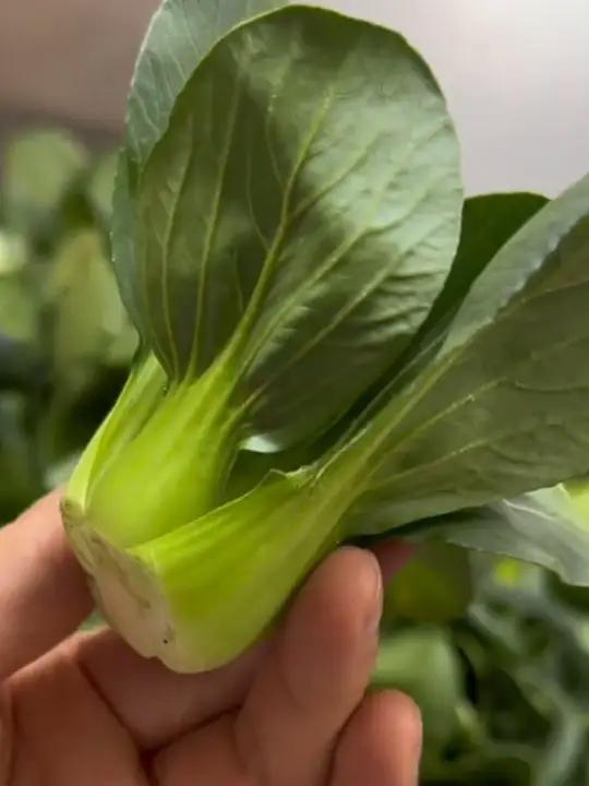 X这种被霜雪打过的青菜软软糯糯还很清甜,特别好吃