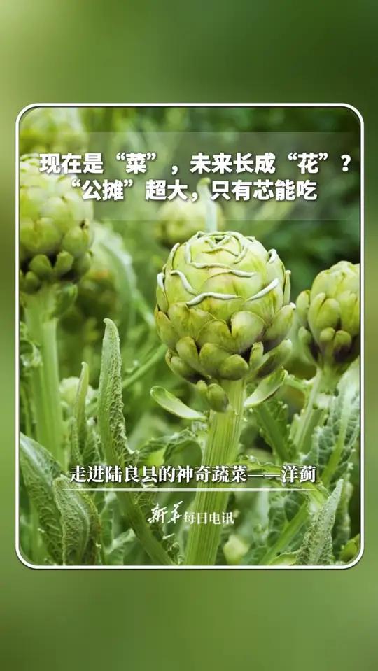 现在是“菜”,未来长成“花”?“公摊”超大,只有芯能吃……走进陆良县的神奇蔬菜——洋蓟