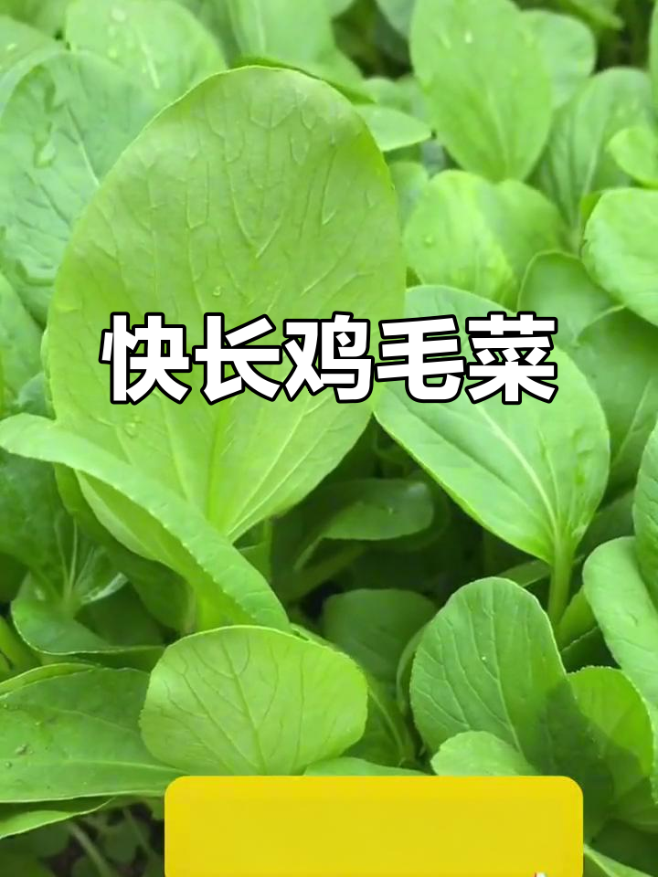 鸡毛菜:快速出苗,阳台小院必备四季蔬菜