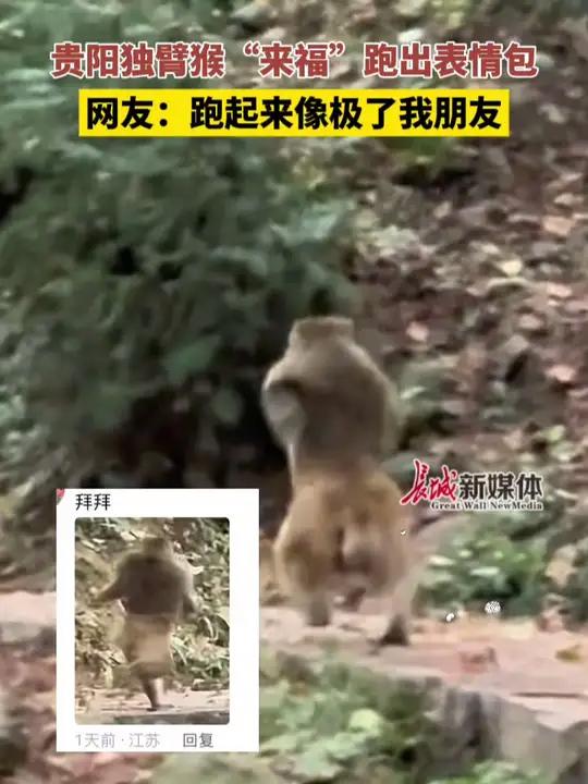 近日,贵州贵阳独臂猴“来福”跑出表情包,网友:跑起来像极了我朋友。网红猴来福跑出表情包