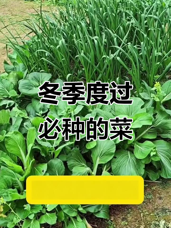 7月至腊月蔬菜种植全攻略，哪些菜最适合冬季种？